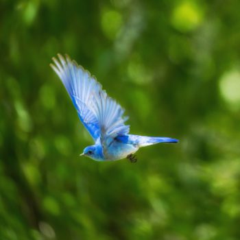 Rechtenvrije foto van vogel door Andrea Reiman via Unsplash voor bij het artikel over de Twitter statistieken 2017.